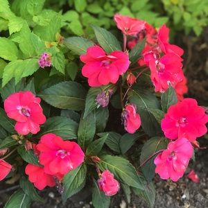 Meet your Posher, Paula